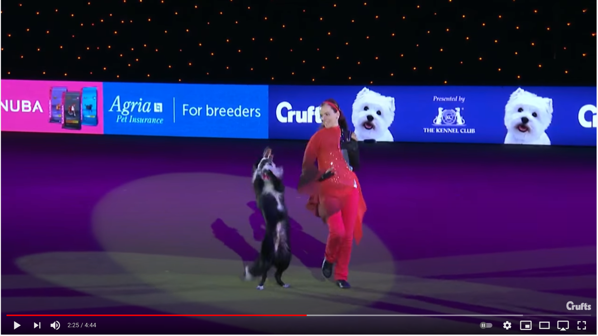これが正真正銘 世界一のドックダンス 日本代表の動画が スゴすぎる Kinako Dog きなこ先生と仲間たち